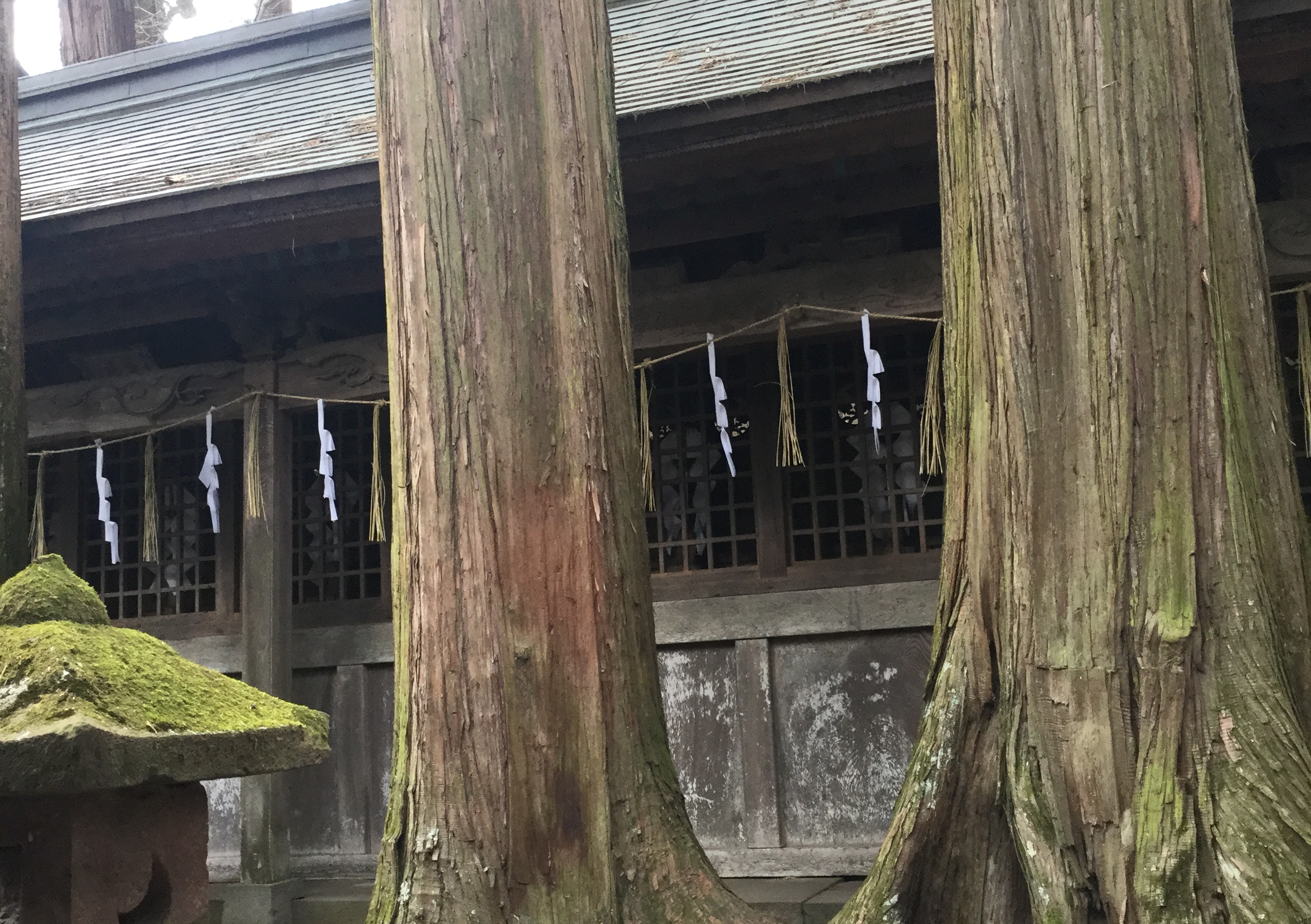 諏訪大社上社 2本の木