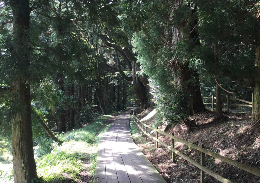 幣立神宮参道　木立